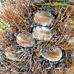 Mature cone. In cultivation, Auckland. Dec 2006.<br>Photographer: Peter J de Lange, Licence: <a target='_blank' href='https://creativecommons.org/licenses/by-nc/4.0'>CC BY-NC</a>. <a class='member-message' href='/nzpcn/why-join-nzpcn/' target='_blank'>Members can view a larger version of this image.</a>