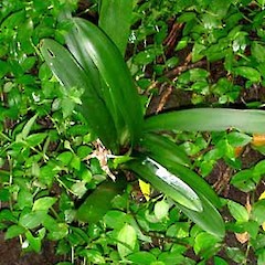 Clivia miniata naturalised seedling growing in shaded jointed basalt lava exposure, Sainsbury Rd, Mt Albert, Auckland.<br>Photographer: Peter J de Lange, Date taken: 08/06/2006, Licence: <a target='_blank' href='https://creativecommons.org/licenses/by-nc/4.0'>CC BY-NC</a>.