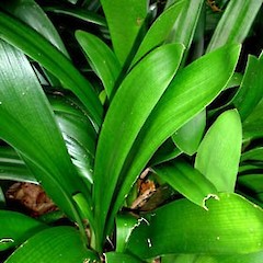 Clivia miniata showing growth habit and broad obtuse leaf apices, Sainsbury Rd, Mt Albert, Auckland.<br>Photographer: Peter J de Lange, Date taken: 08/06/2006, Licence: <a target='_blank' href='https://creativecommons.org/licenses/by-nc/4.0'>CC BY-NC</a>.
