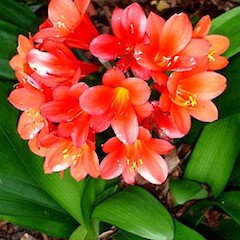 Clivia miniata close up of flowers, ex Cult. Gribblehurst Park, Sandrinham, Auckland.<br>Photographer: Peter J de Lange, Date taken: 26/10/2006, Licence: <a target='_blank' href='https://creativecommons.org/licenses/by-nc/4.0'>CC BY-NC</a>.