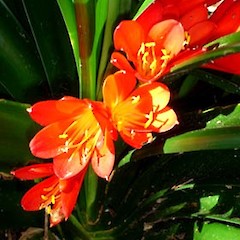 Clivia miniata close up of flowers, Gillies Ave off ramp, Auckland (wild plant).<br>Photographer: Peter J de Lange, Date taken: 26/10/2006, Licence: <a target='_blank' href='https://creativecommons.org/licenses/by-nc/4.0'>CC BY-NC</a>.