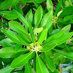 Tristaniopsis laurina.<br>Photographer: Peter J de Lange, Licence: <a target='_blank' href='https://creativecommons.org/licenses/by-nc/4.0'>CC BY-NC</a>.
