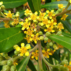 Planted tree, Virginia Lake Reserve, Whanganui.<br>Photographer: Colin C. Ogle, Date taken: 04/02/2019, Licence: <a target='_blank' href='https://creativecommons.org/licenses/by-nc/4.0'>CC BY-NC</a>. <a class='member-message' href='/nzpcn/why-join-nzpcn/' target='_blank'>Members can view a larger version of this image.</a>
