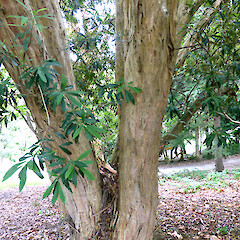 Planted tree, Virginia Lake Reserve, Whanganui.<br>Photographer: Colin C. Ogle, Date taken: 04/02/2019, Licence: <a target='_blank' href='https://creativecommons.org/licenses/by-nc/4.0'>CC BY-NC</a>. <a class='member-message' href='/nzpcn/why-join-nzpcn/' target='_blank'>Members can view a larger version of this image.</a>