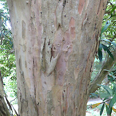Planted tree - bark detail - Virginia Lake Reserve, Whanganui.<br>Photographer: Colin C. Ogle, Date taken: 04/02/2019, Licence: <a target='_blank' href='https://creativecommons.org/licenses/by-nc/4.0'>CC BY-NC</a>. <a class='member-message' href='/nzpcn/why-join-nzpcn/' target='_blank'>Members can view a larger version of this image.</a>