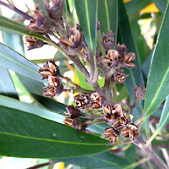 Dry seed capsules, planted tree, Virginia Lake Reserve, Whanganui.<br>Photographer: Colin C. Ogle, Date taken: 04/02/2019, Licence: <a target='_blank' href='https://creativecommons.org/licenses/by-nc/4.0'>CC BY-NC</a>.