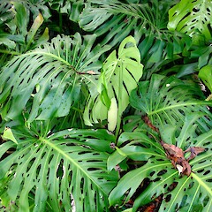 Monstera deliciosa  New Zealand Plant Conservation Network