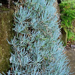 Kleinia repens