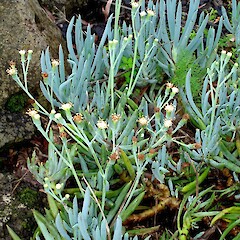 Kleinia repens.<br>Photographer: Peter J de Lange, Licence: <a target='_blank' href='https://creativecommons.org/licenses/by-nc/4.0'>CC BY-NC</a>. <a class='member-message' href='/nzpcn/why-join-nzpcn/' target='_blank'>Members can view a larger version of this image.</a>