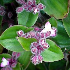 Tradescantia cerinthoides