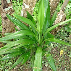 Cordyline rubra.<br>Photographer: Peter J de Lange, Licence: <a target='_blank' href='https://creativecommons.org/licenses/by-nc/4.0'>CC BY-NC</a>. <a class='member-message' href='/nzpcn/why-join-nzpcn/' target='_blank'>Members can view a larger version of this image.</a>