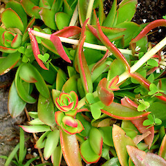 Crassula dejecta.<br>Photographer: Peter J de Lange, Licence: <a target='_blank' href='https://creativecommons.org/licenses/by-nc/4.0'>CC BY-NC</a>. <a class='member-message' href='/nzpcn/why-join-nzpcn/' target='_blank'>Members can view a larger version of this image.</a>