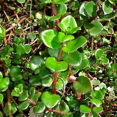 Crassula sarmentosa showing foliage, Ex Cult., University of Auckland.<br>Photographer: Peter J de Lange, Date taken: 20/10/2006, Licence: <a target='_blank' href='https://creativecommons.org/licenses/by-nc/4.0'>CC BY-NC</a>.