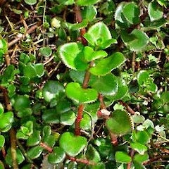Crassula sarmentosa