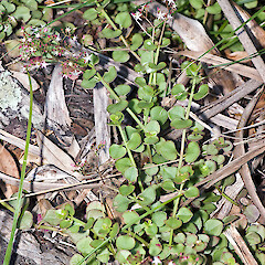 Te Paki.<br>Photographer: Jeremy R. Rolfe, Date taken: 27/02/2011, Licence: <a target='_blank' href='https://creativecommons.org/licenses/by/4.0'>CC BY</a>. <a class='member-message' href='/nzpcn/why-join-nzpcn/' target='_blank'>Members can view a larger version of this image.</a>