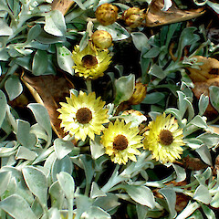 Helichrysum argyrophyllum