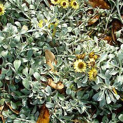 Helichrysum argyrophyllum.<br>Photographer: Peter J de Lange, Licence: <a target='_blank' href='https://creativecommons.org/licenses/by-nc/4.0'>CC BY-NC</a>. <a class='member-message' href='/nzpcn/why-join-nzpcn/' target='_blank'>Members can view a larger version of this image.</a>