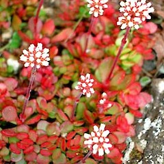 Crassula pubescens subsp. radicans