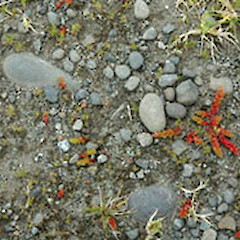 Manawatu. Oct 2008.<br>Photographer: Colin C. Ogle, Licence: <a target='_blank' href='https://creativecommons.org/licenses/by-nc/4.0'>CC BY-NC</a>.