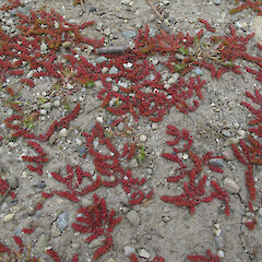 Wanaka.<br>Photographer: John Barkla, Date taken: 17/10/2012, Licence: <a target='_blank' href='https://creativecommons.org/licenses/by/4.0'>CC BY</a>. <a class='member-message' href='/nzpcn/why-join-nzpcn/' target='_blank'>Members can view a larger version of this image.</a>