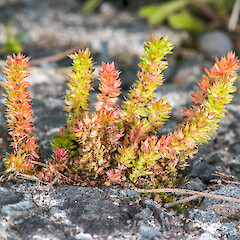 Kaitaia.<br>Photographer: Jeremy R. Rolfe, Date taken: 23/09/2014, Licence: <a target='_blank' href='https://creativecommons.org/licenses/by/4.0'>CC BY</a>. <a class='member-message' href='/nzpcn/why-join-nzpcn/' target='_blank'>Members can view a larger version of this image.</a>