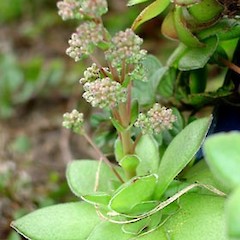 Crassula orbicularis showing inflorescence just prior to anthesis, Ex Cult. Old Quarry Pit, Rangitoto Island.<br>Photographer: Peter J de Lange, Date taken: 16/09/2006, Licence: <a target='_blank' href='https://creativecommons.org/licenses/by-nc/4.0'>CC BY-NC</a>.