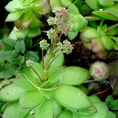Crassula orbicularis colony showing inflorescence and “pups”, Ex Cult. Old Quarry Pit, Rangitoto Island.<br>Photographer: Peter J de Lange, Date taken: 16/09/2006, Licence: <a target='_blank' href='https://creativecommons.org/licenses/by-nc/4.0'>CC BY-NC</a>.