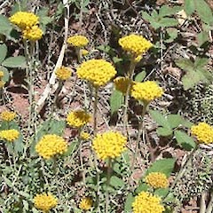 Helichrysum cymosum.<br>Photographer: John Smith-Dodsworth, Licence: <a target='_blank' href='https://creativecommons.org/licenses/by-nc/4.0'>CC BY-NC</a>.