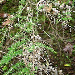 Leptospermum minutifolium.<br>Photographer: Peter J de Lange, Licence: <a target='_blank' href='https://creativecommons.org/licenses/by-nc/4.0'>CC BY-NC</a>. <a class='member-message' href='/nzpcn/why-join-nzpcn/' target='_blank'>Members can view a larger version of this image.</a>