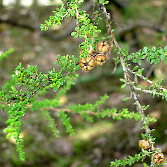Leptospermum minutifolium.<br>Photographer: Peter J de Lange, Licence: <a target='_blank' href='https://creativecommons.org/licenses/by-nc/4.0'>CC BY-NC</a>. <a class='member-message' href='/nzpcn/why-join-nzpcn/' target='_blank'>Members can view a larger version of this image.</a>