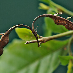 Dehisced fruit. Kowhai Park, Whanganui. Aug 2011.<br>Photographer: Colin C. Ogle, Licence: <a target='_blank' href='https://creativecommons.org/licenses/by-nc/4.0'>CC BY-NC</a>. <a class='member-message' href='/nzpcn/why-join-nzpcn/' target='_blank'>Members can view a larger version of this image.</a>