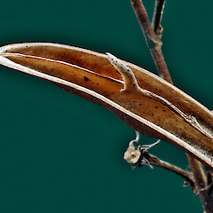 Dehisced fruit. Kowhai Park, Whanganui. Aug 2011.<br>Photographer: Colin C. Ogle, Licence: <a target='_blank' href='https://creativecommons.org/licenses/by-nc/4.0'>CC BY-NC</a>. <a class='member-message' href='/nzpcn/why-join-nzpcn/' target='_blank'>Members can view a larger version of this image.</a>