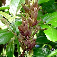 Justicia carnea.<br>Photographer: Peter J de Lange, Licence: <a target='_blank' href='https://creativecommons.org/licenses/by-nc/4.0'>CC BY-NC</a>.