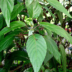 Justicia carnea.<br>Photographer: Peter J de Lange, Licence: <a target='_blank' href='https://creativecommons.org/licenses/by-nc/4.0'>CC BY-NC</a>. <a class='member-message' href='/nzpcn/why-join-nzpcn/' target='_blank'>Members can view a larger version of this image.</a>