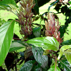 Justicia carnea.<br>Photographer: Peter J de Lange, Licence: <a target='_blank' href='https://creativecommons.org/licenses/by-nc/4.0'>CC BY-NC</a>. <a class='member-message' href='/nzpcn/why-join-nzpcn/' target='_blank'>Members can view a larger version of this image.</a>