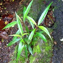 Strobilanthes anisophyllus