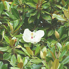 Magnolia grandiflora