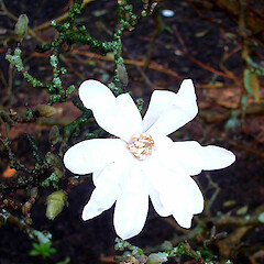 Magnolia stellata