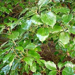 Foliage, Ex Cult. University of Auckland.<br>Photographer: Peter J de Lange, Date taken: 18/06/2006, Licence: <a target='_blank' href='https://creativecommons.org/licenses/by-nc/4.0'>CC BY-NC</a>.