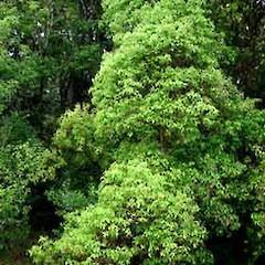 Cinnamomum camphora wild trees invading indigenous forest remnant, Puhoi.<br>Photographer: Peter J de Lange, Date taken: 30/09/2006, Licence: <a target='_blank' href='https://creativecommons.org/licenses/by-nc/4.0'>CC BY-NC</a>.