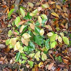 Cinnamomum camphora seedling, Puhoi.<br>Photographer: Peter J de Lange, Date taken: 30/09/2006, Licence: <a target='_blank' href='https://creativecommons.org/licenses/by-nc/4.0'>CC BY-NC</a>.