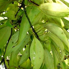 Cinnamomum loureirii.<br>Photographer: Peter J de Lange, Licence: <a target='_blank' href='https://creativecommons.org/licenses/by-nc/4.0'>CC BY-NC</a>.