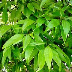 Cinnamomum loureirii.<br>Photographer: Peter J de Lange, Licence: <a target='_blank' href='https://creativecommons.org/licenses/by-nc/4.0'>CC BY-NC</a>.