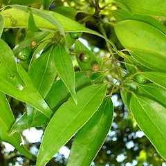 Cinnamomum loureirii fruit.<br>Photographer: Peter J de Lange, Licence: <a target='_blank' href='https://creativecommons.org/licenses/by-nc/4.0'>CC BY-NC</a>.