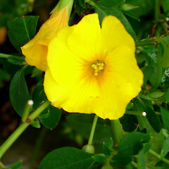 Reinwardtia indica.<br>Photographer: Peter J de Lange, Licence: <a target='_blank' href='https://creativecommons.org/licenses/by-nc/4.0'>CC BY-NC</a>. <a class='member-message' href='/nzpcn/why-join-nzpcn/' target='_blank'>Members can view a larger version of this image.</a>