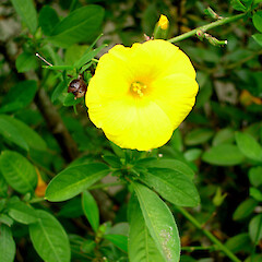 Reinwardtia indica.<br>Photographer: Peter J de Lange, Licence: <a target='_blank' href='https://creativecommons.org/licenses/by-nc/4.0'>CC BY-NC</a>. <a class='member-message' href='/nzpcn/why-join-nzpcn/' target='_blank'>Members can view a larger version of this image.</a>