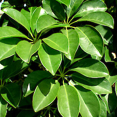 Schefflera arboricola.<br>Photographer: Peter J de Lange, Licence: <a target='_blank' href='https://creativecommons.org/licenses/by-nc/4.0'>CC BY-NC</a>. <a class='member-message' href='/nzpcn/why-join-nzpcn/' target='_blank'>Members can view a larger version of this image.</a>