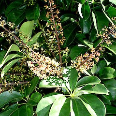 Schefflera arboricola.<br>Photographer: Peter J de Lange, Licence: <a target='_blank' href='https://creativecommons.org/licenses/by-nc/4.0'>CC BY-NC</a>. <a class='member-message' href='/nzpcn/why-join-nzpcn/' target='_blank'>Members can view a larger version of this image.</a>