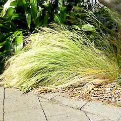 In cultivation, Whanganui. Nov 2011.<br>Photographer: Colin C. Ogle, Licence: <a target='_blank' href='https://creativecommons.org/licenses/by-nc/4.0'>CC BY-NC</a>. <a class='member-message' href='/nzpcn/why-join-nzpcn/' target='_blank'>Members can view a larger version of this image.</a>