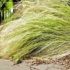 In cultivation, Whanganui. Nov 2011.<br>Photographer: Colin C. Ogle, Licence: <a target='_blank' href='https://creativecommons.org/licenses/by-nc/4.0'>CC BY-NC</a>. <a class='member-message' href='/nzpcn/why-join-nzpcn/' target='_blank'>Members can view a larger version of this image.</a>